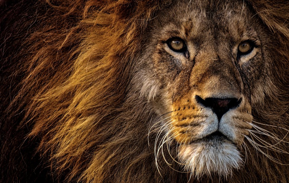 3 best free email marketing tools and services lookinglion