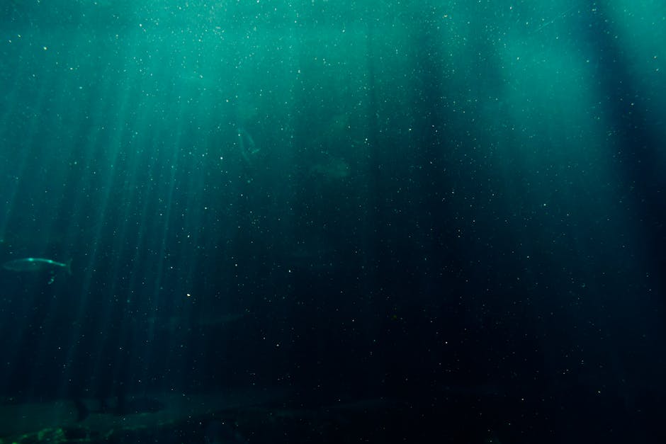 Best Free Diving Fins
