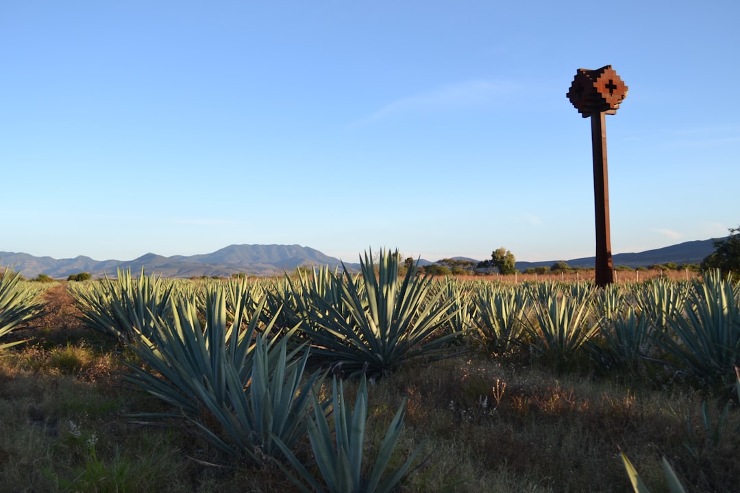best additive free mezcal
